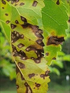 Leaf picture