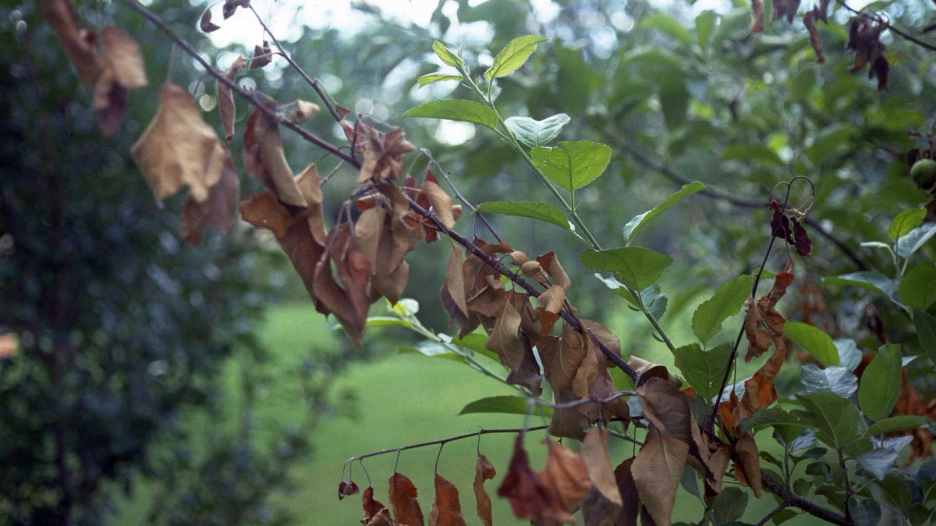 Tree branch with fire blight