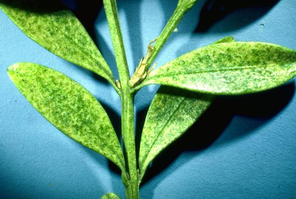 Spider mites on boxwood