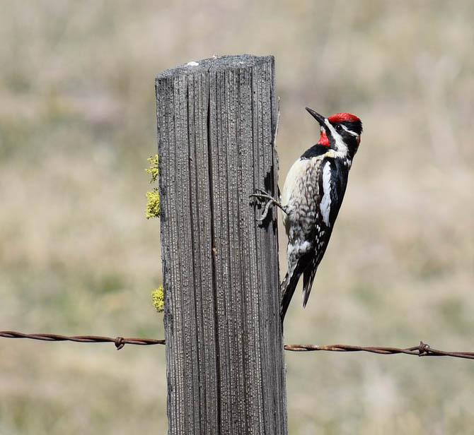 Yellow bellied sapsucker