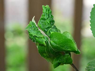 Aphid damage on viburnum