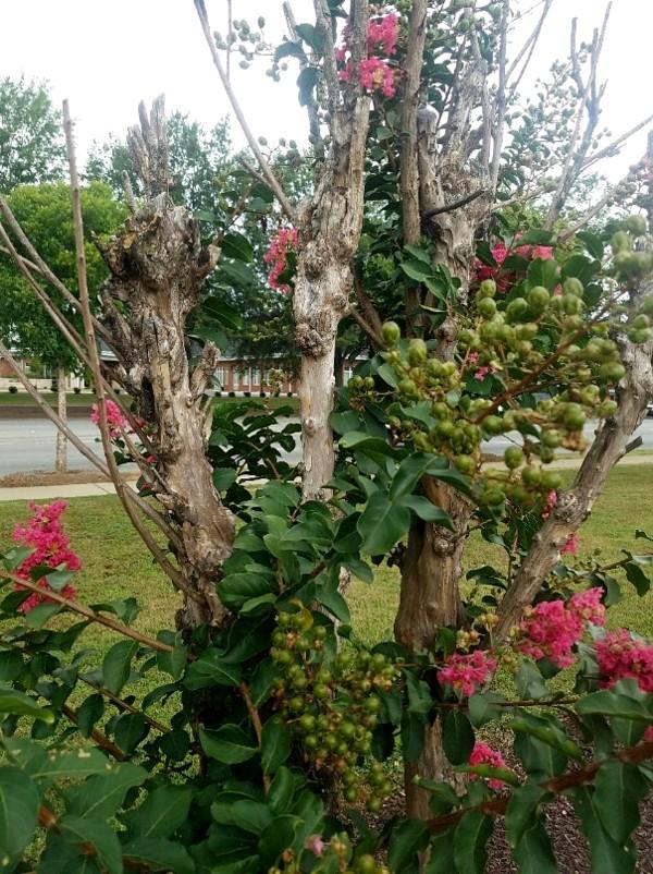 crapemyrtle poor flowering