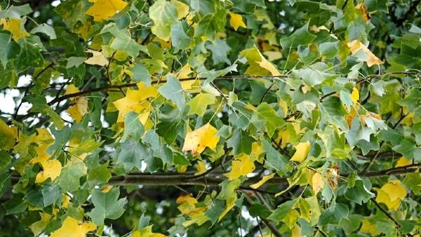 drought on tulip poplar