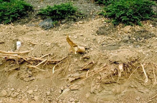 construction damaged tree roots