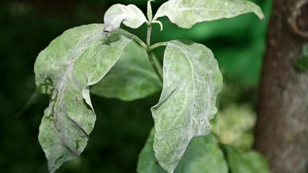 powdery mildew on dogwood