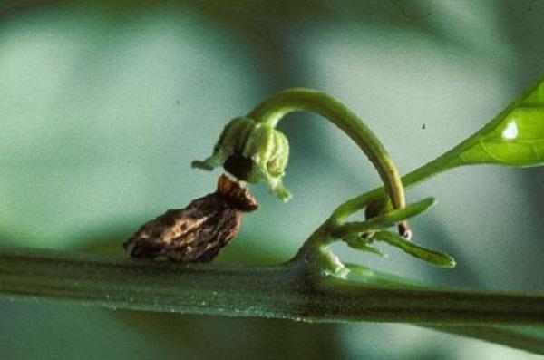 Aborted pepper flower