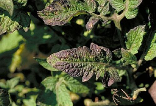 phosphorus deficiency on a young tomato plant