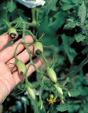 the beginning of blossom end rot on plum tomatoes