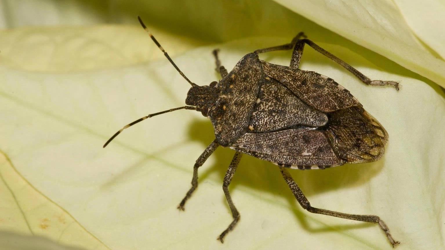 Brown marmorated stink bug