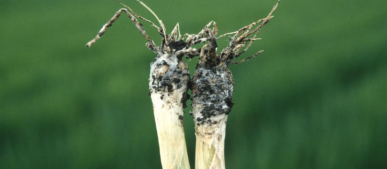 white rot diseased onion bulbs