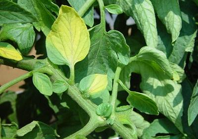 One-sided yellowing of leaves is one of the symptoms of verticillium wilt.