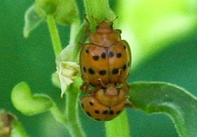 Mexican bean beatle mating