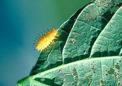 Mexican bean beetle larva