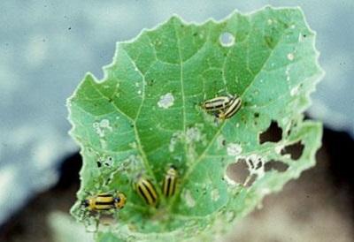 Striped cucumber beetles feeding  on melon leaves