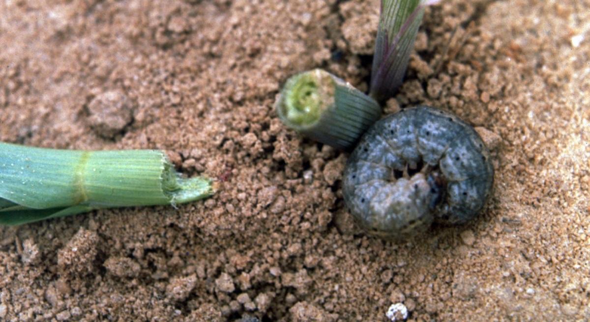 young corn plant cut off at soil line by cutworm