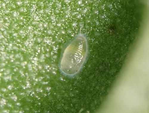 Sweet potato whitefly nymph closeup