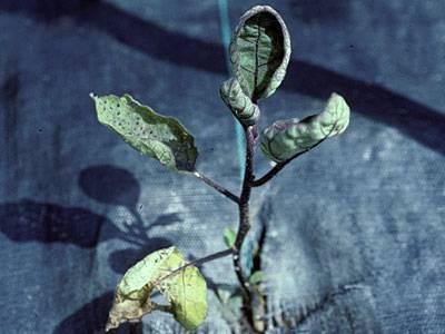 Unhealthy eggplant transplant