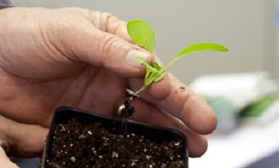 vegetable seedling ready to be transplanted into a larger container