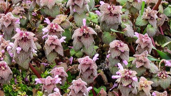 deadnettle flower closeup