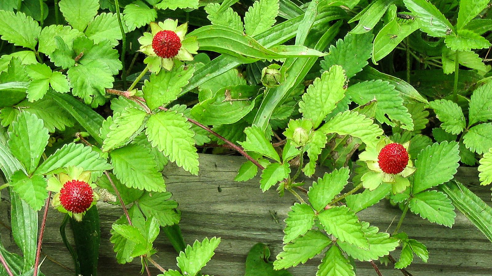 Indian mock strawberry