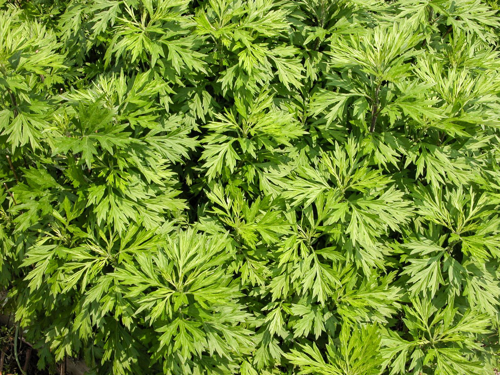 mugwort foliage