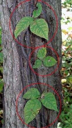 poison ivy vin on tree