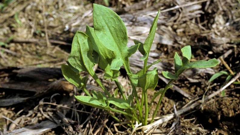 red sorrel foliage