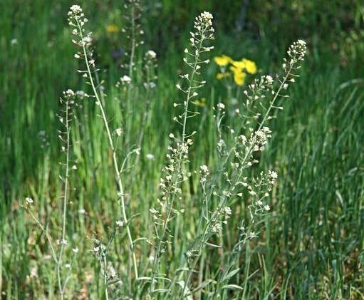 shepherds purse