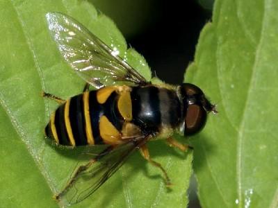 adult flower fly