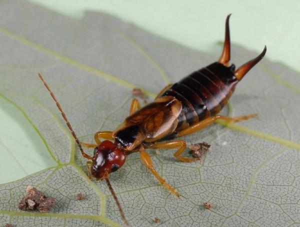 European earwig