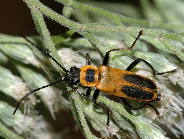 goldenrod soldier beetle