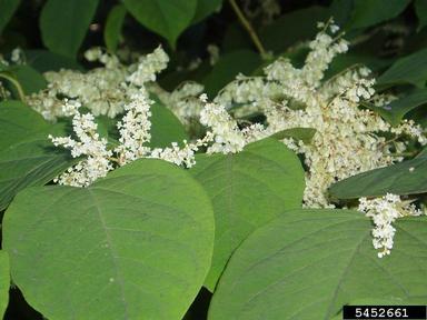 Japanese knotweed