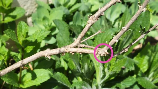 adventitious roots on bluemist shrub