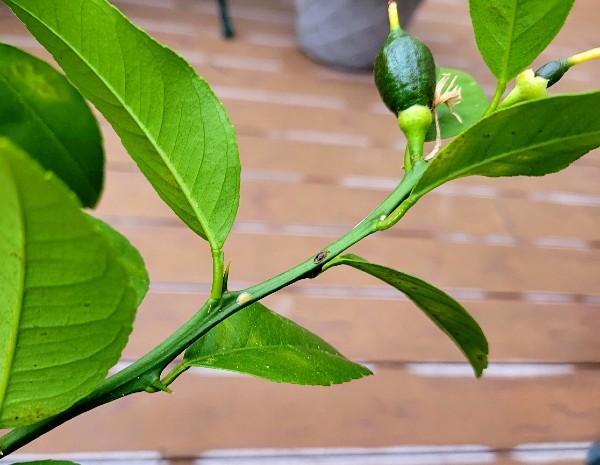 brown soft scale on Meyer lemon branch