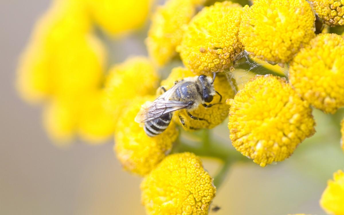 cellophane bee