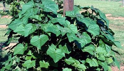 weedy paulownia tree