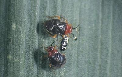 black and red yucca plant bugs