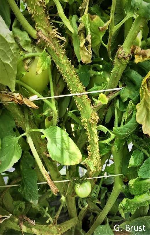 Prolific growth of adventitious roots on stem