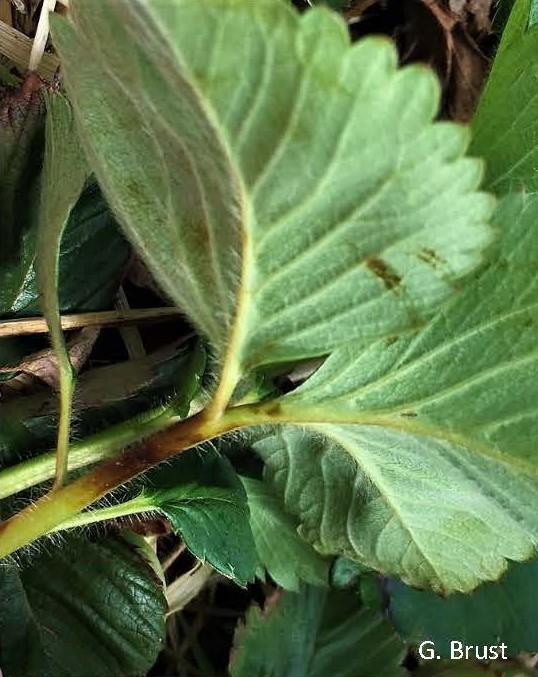 Strawberry stem with dark spot