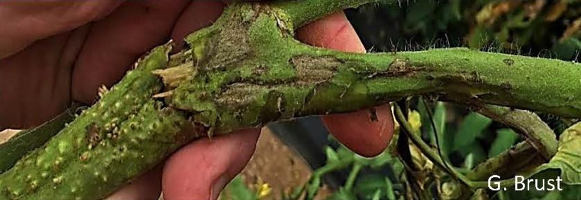 Tomato stem with dark streak and lesions on its surface