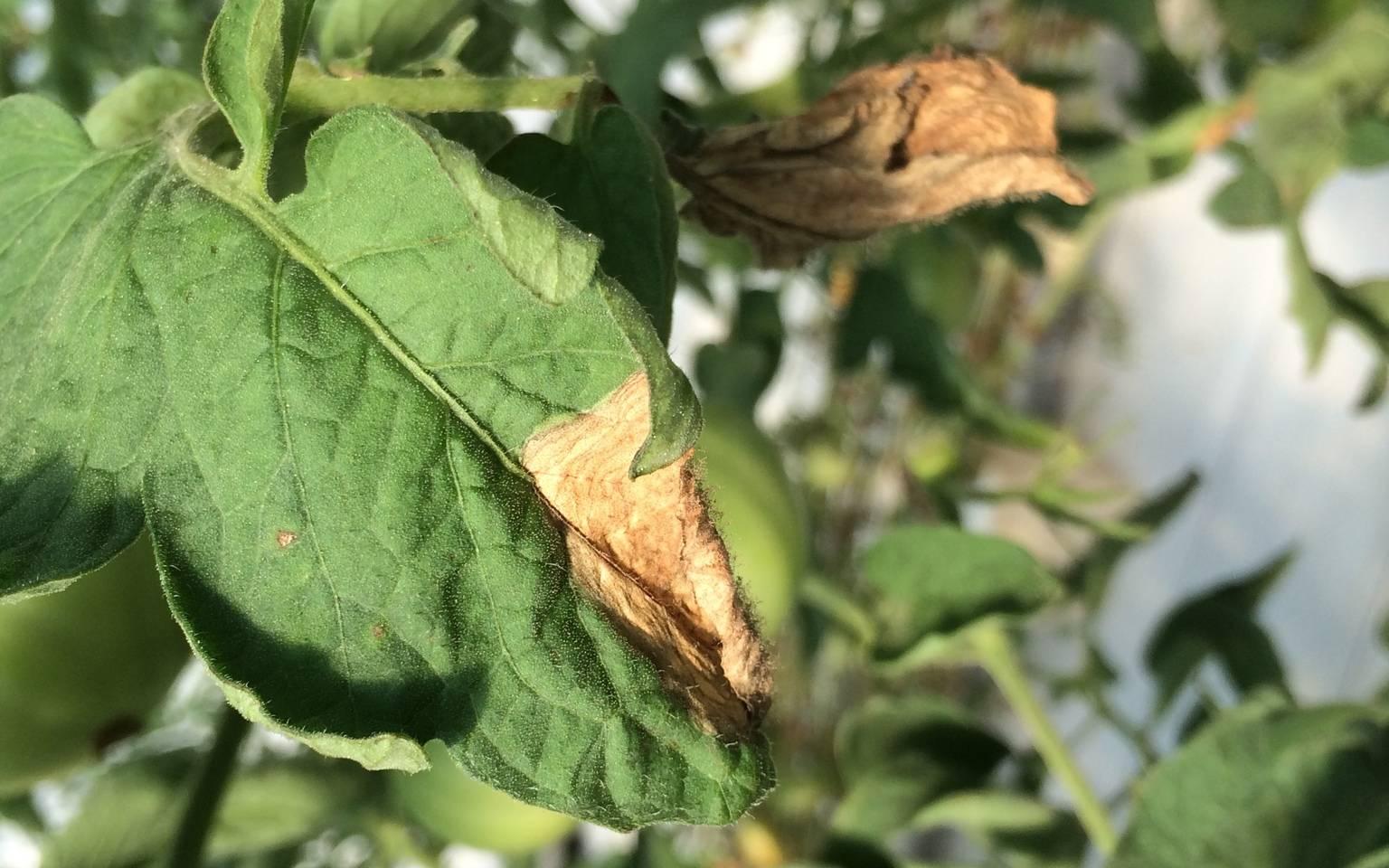 Symptoms (brown lesion) and signs (fungal growth) of gray mold on a tomato leaflet in greenhouse. 