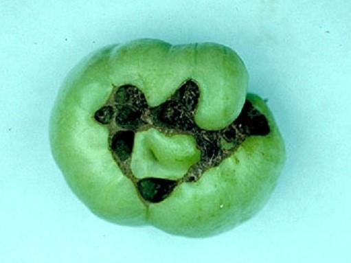 unripe tomato with catfacing damage