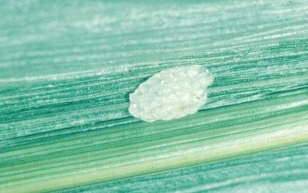 small white corn borer eggs