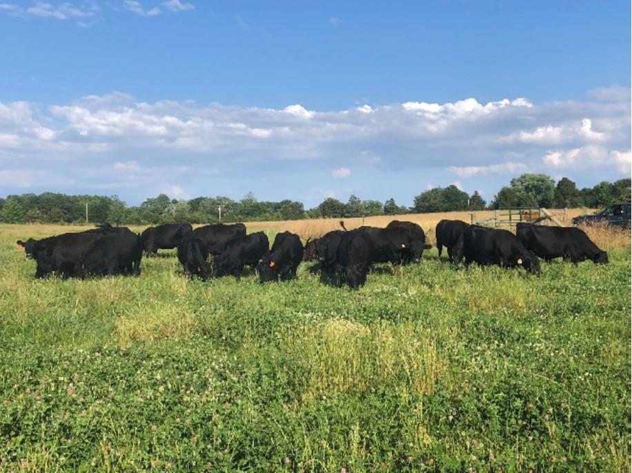 Cattle on pasture