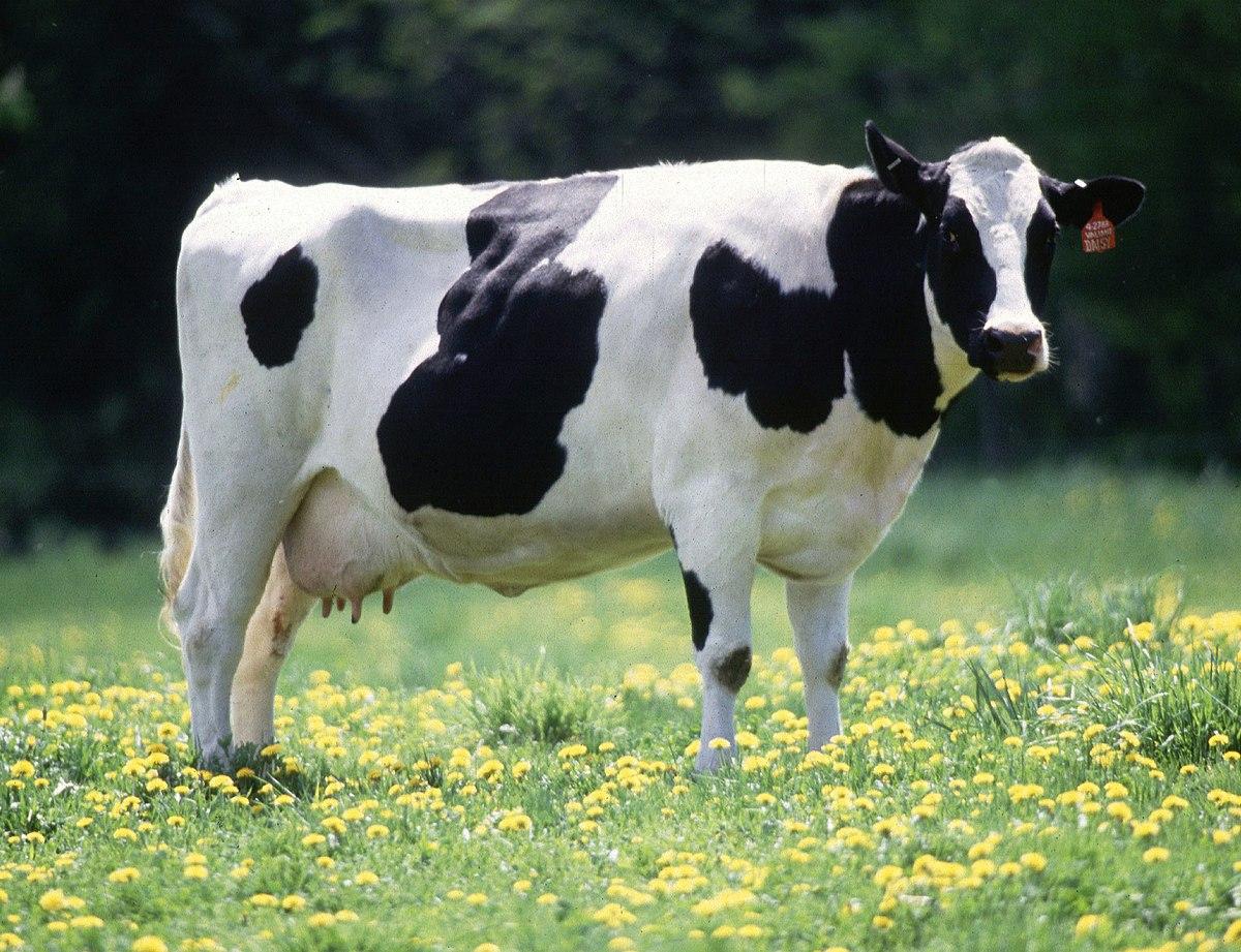 Dairy Cattle