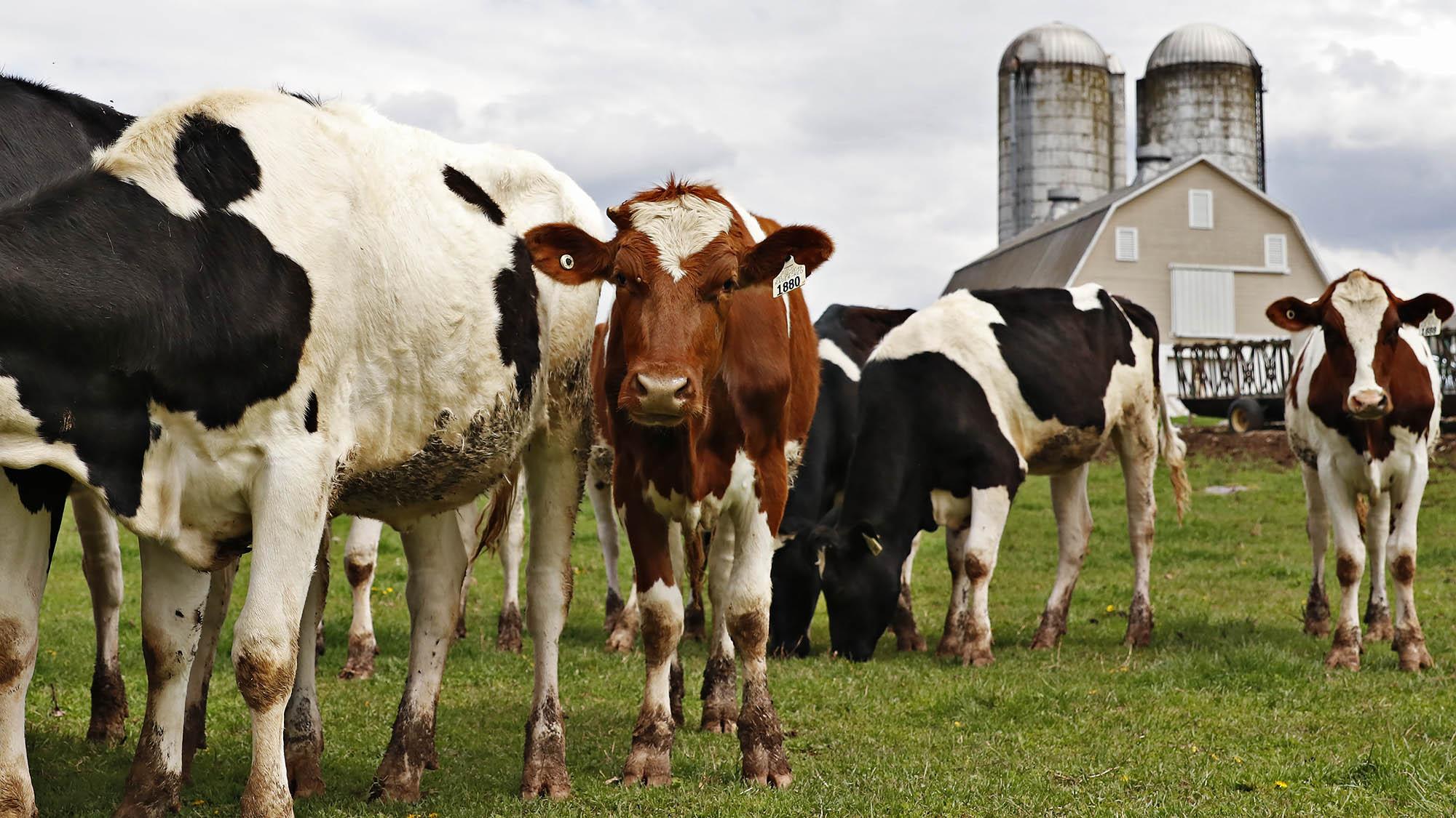 dairy cows in front of barn