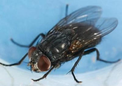 blue bottle fly