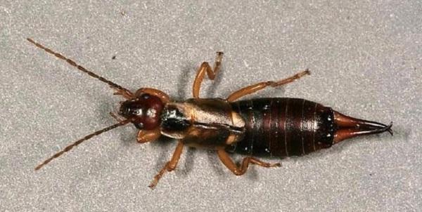 European earwig