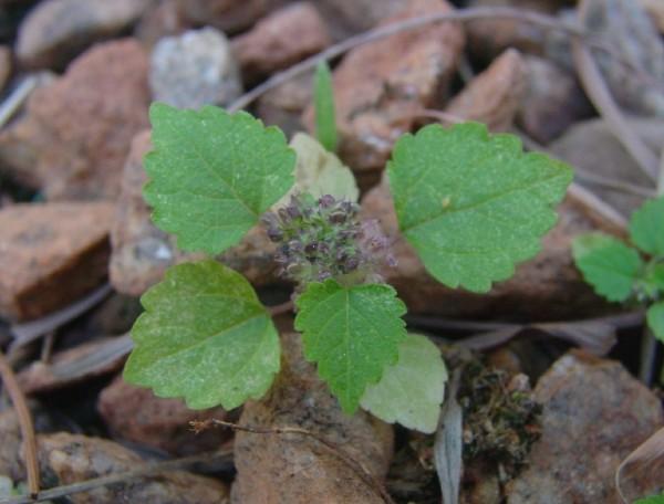 young seedling of mulberry weed