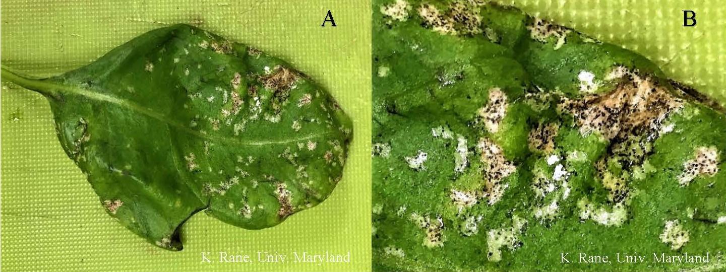 Thrips feeding damage to basil (A) with flecks of black feces associated with feeding scars (B)